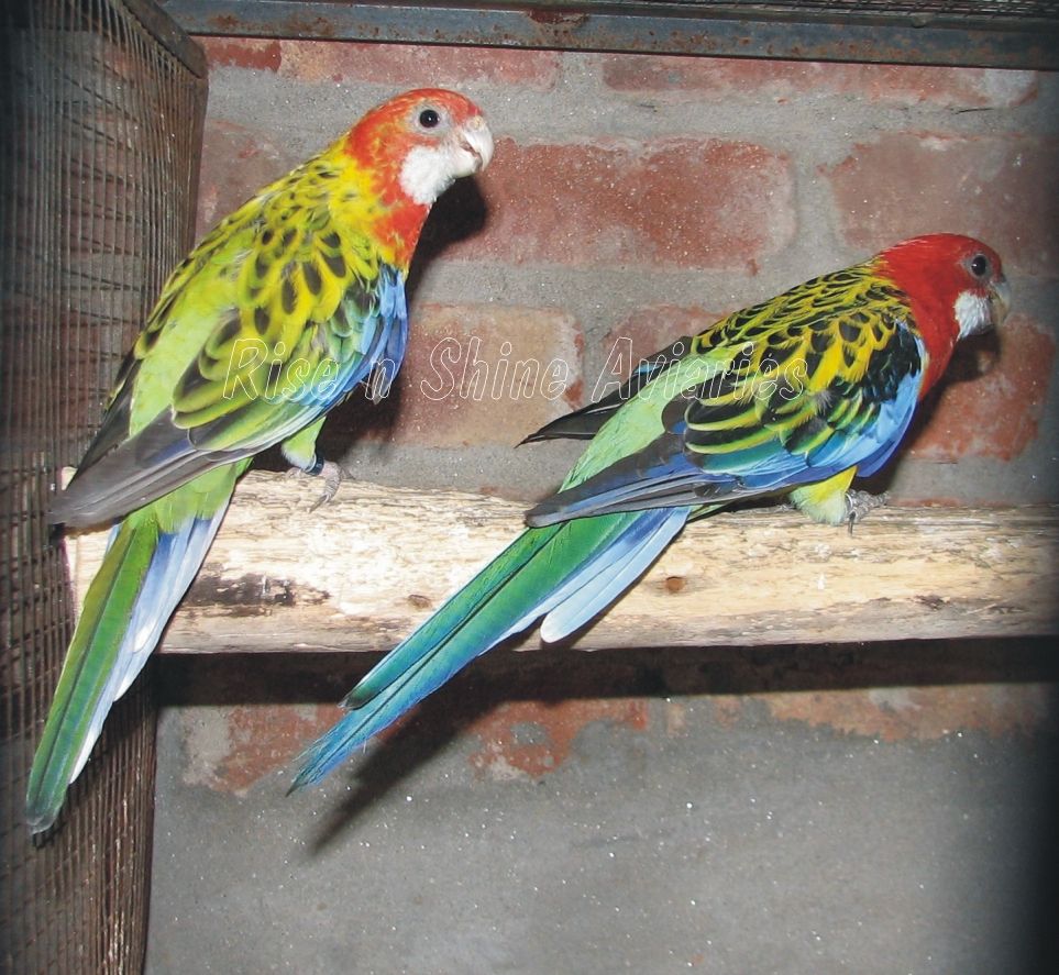 golden rosella