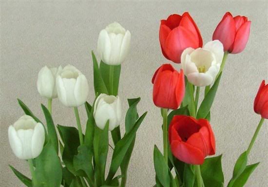 Tulips Pictures, Images and Photos