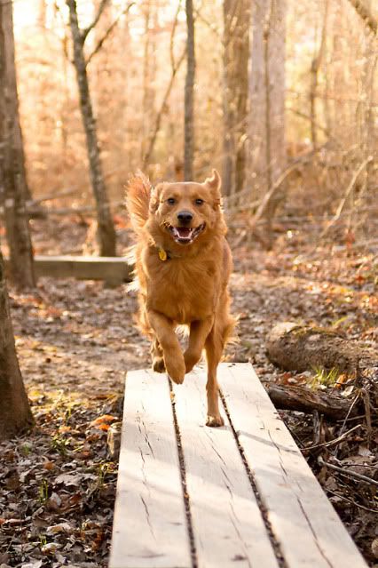 dog action photography in Durham