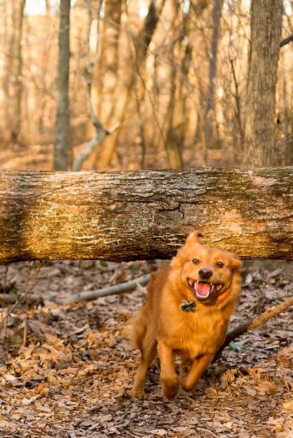 dog action photography in Durham