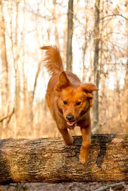 dog action photography in Durham