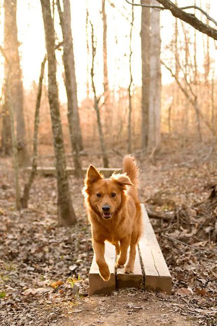 dog nature photography in Durham