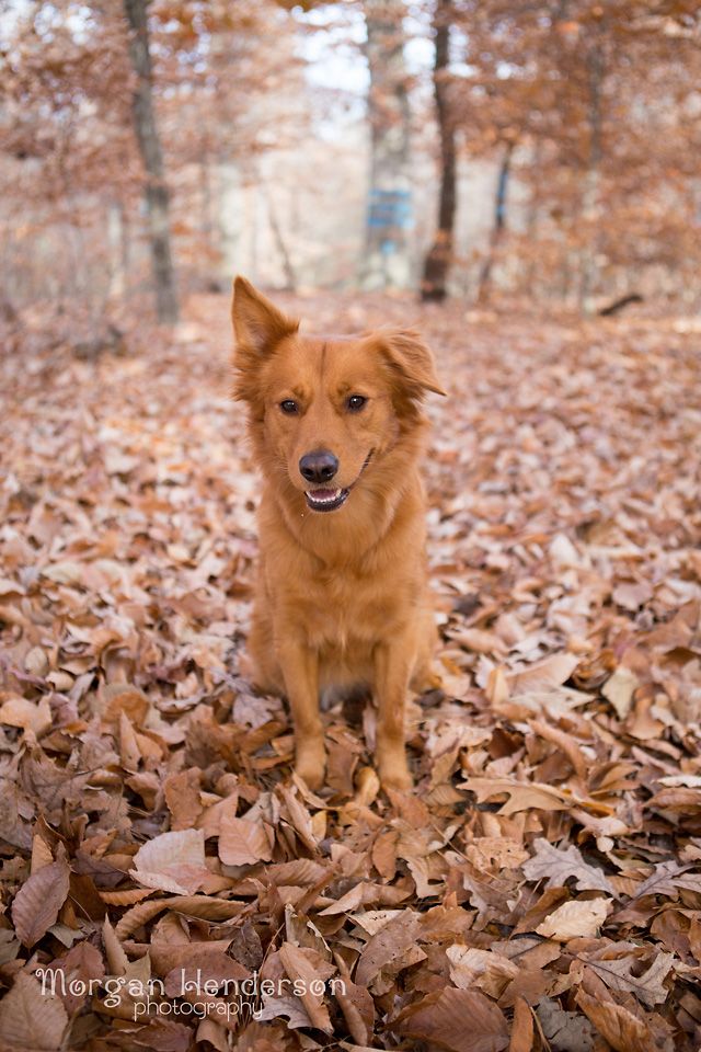 Raleigh Durham dog photography