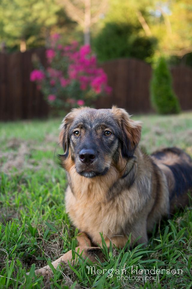 Raleigh Durham dog photography