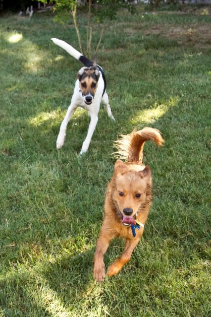 dog photos