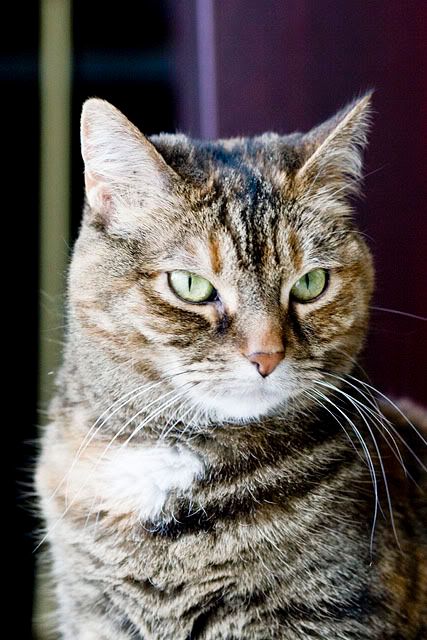 pet portrait