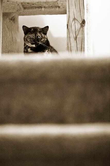 pet photography