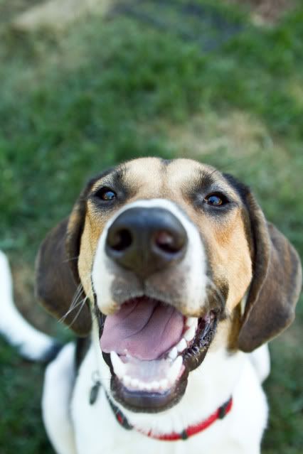 cute dog picture