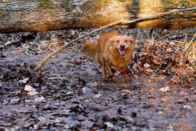 Durham dog photography