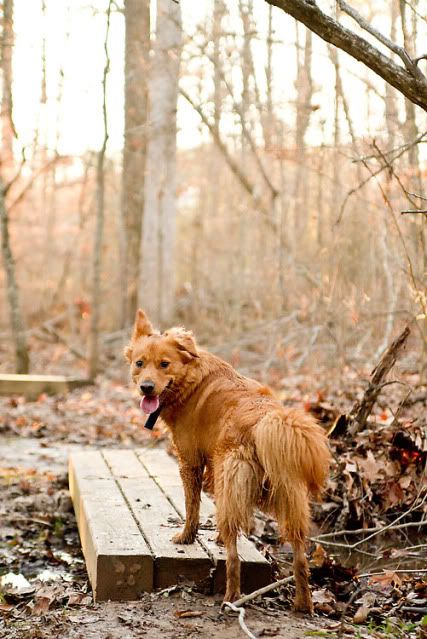 dog action photography