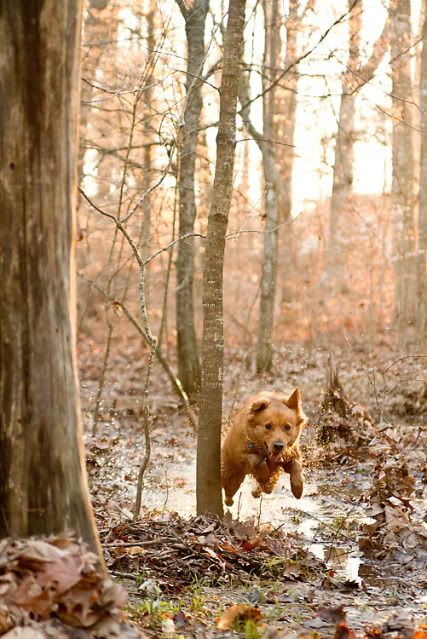 dog action photography