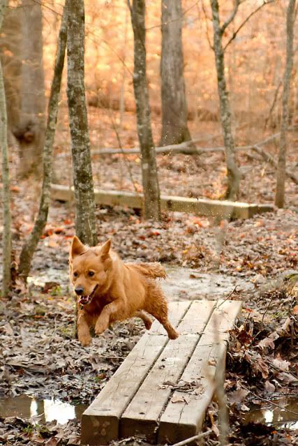 Raleigh dog photography