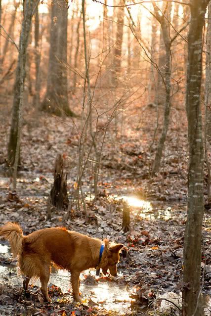 “Durham dog photography