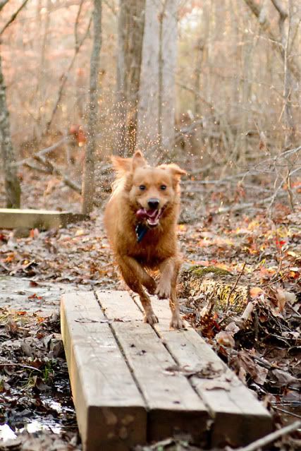 Raleigh dog photography