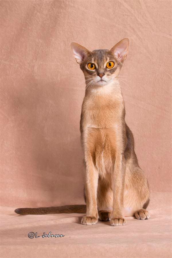 Abyssinian Cat Pictures, Images and Photos