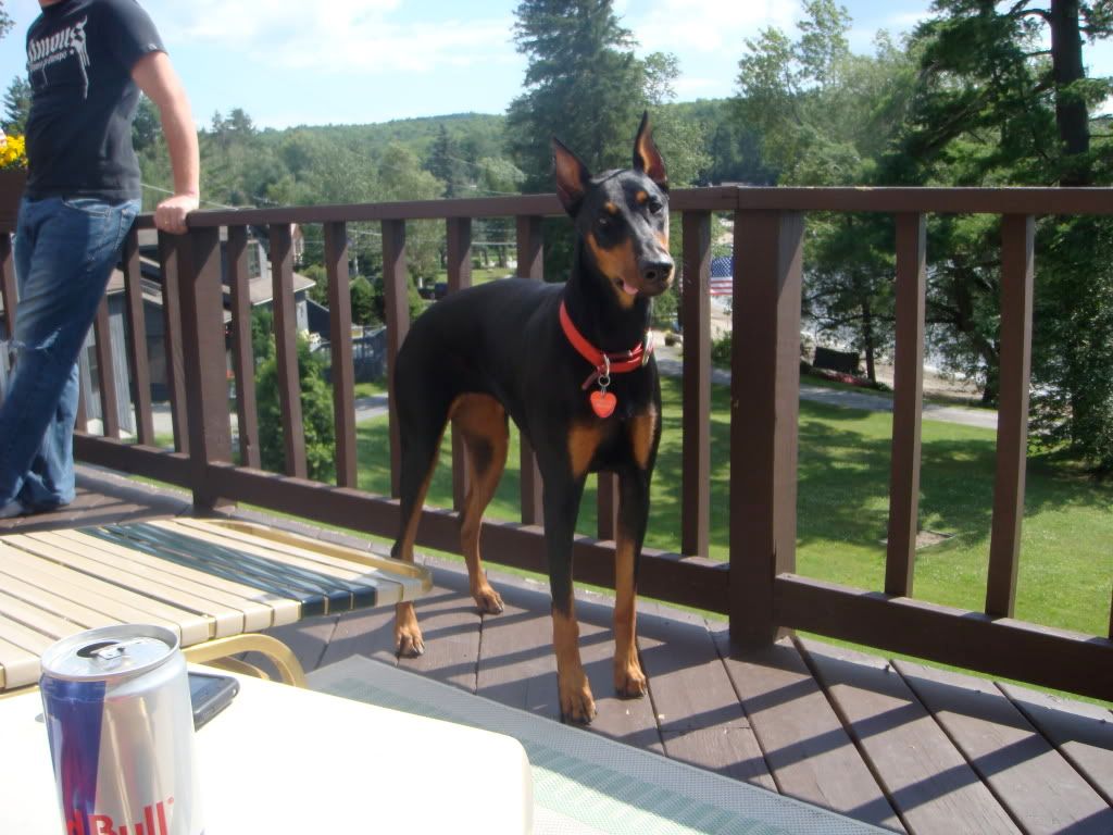 Doberman Full Grown