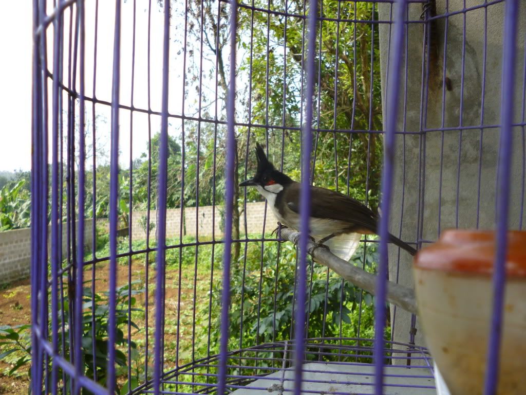 xem dùm tương lai em chào mào này với các bác