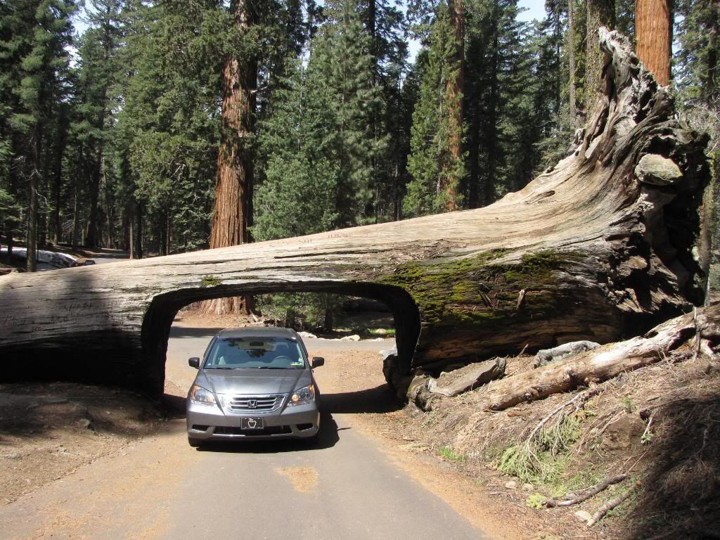 sequoia tunnel