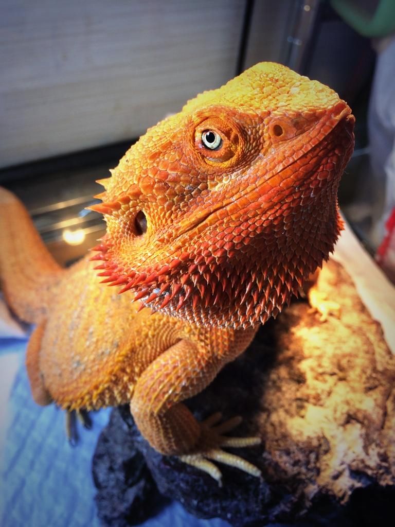 Blue Eyes!!! • Bearded Dragon . org