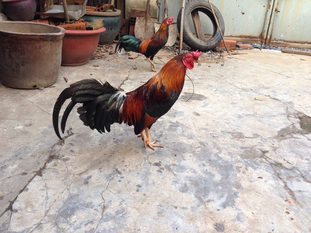 Thanh Lý cặp gà trống tre kute