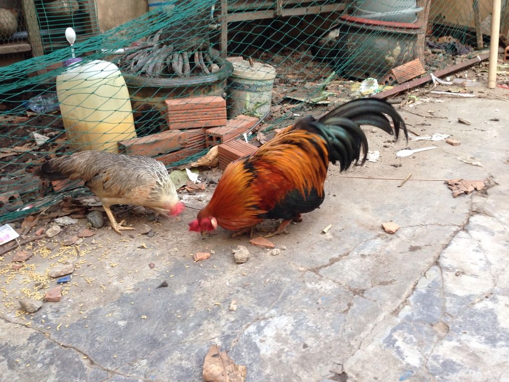 Thanh lý cặp gà tre , GV - 2