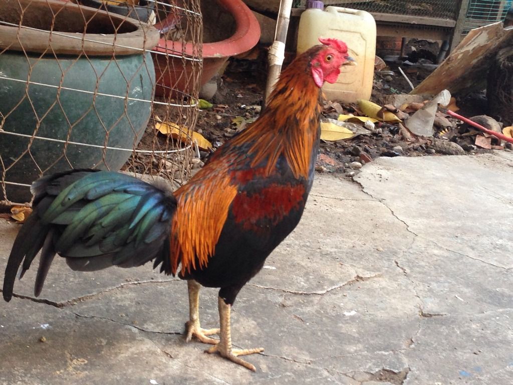 Thanh Lý cặp gà trống tre kute - 1