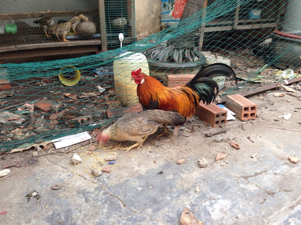 Thanh lý cặp gà tre , GV - 1