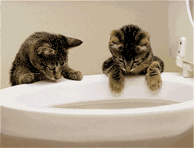 cats photo: cats flushing bear down toilet Scrappyandthetoilet.gif