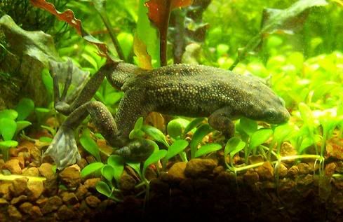 Cheap Tropical Fish & Aquatic Frogs For Sale - Reptile Forums