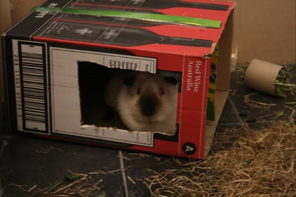 Alfie1.jpg