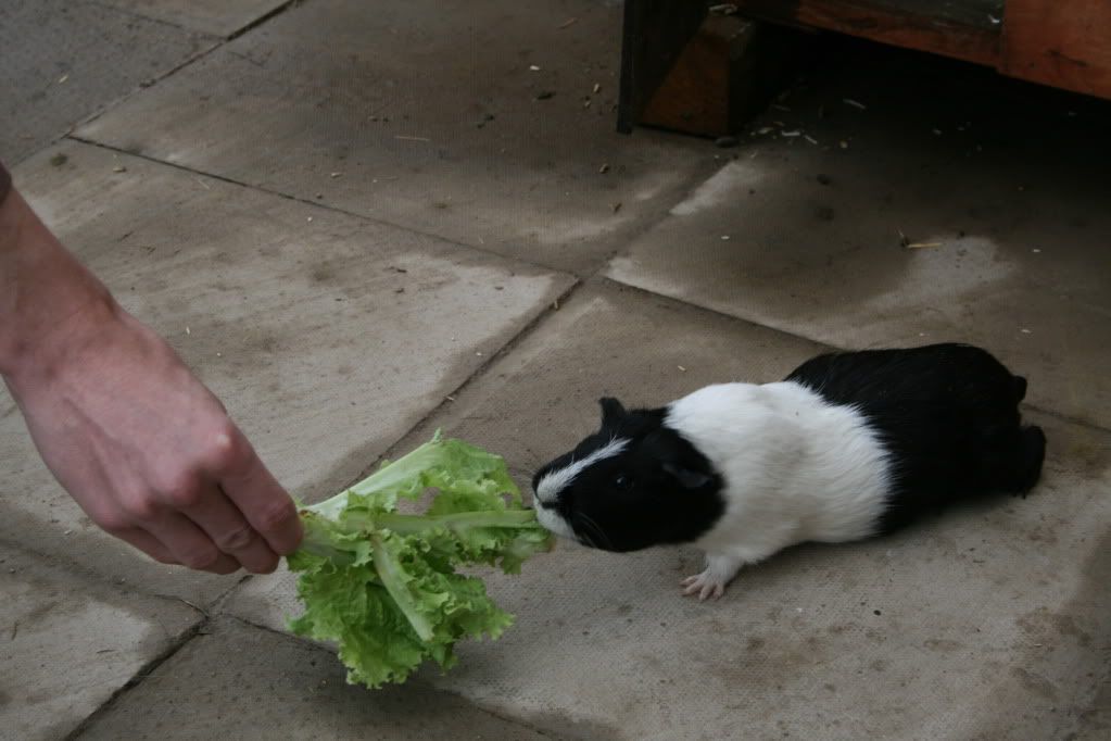 piggles018.jpg
