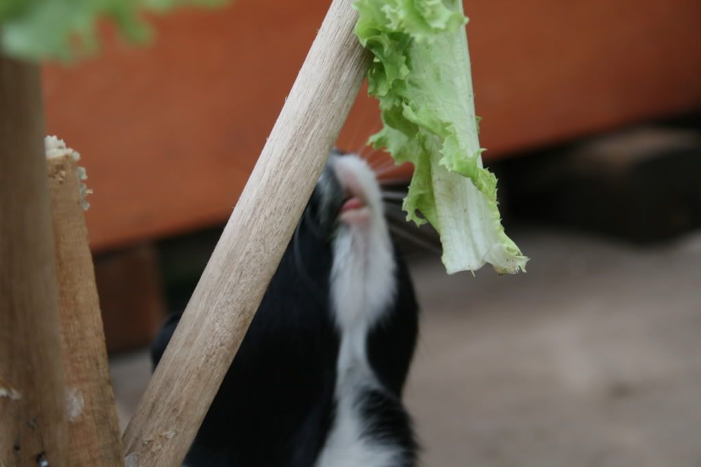 piggles025.jpg